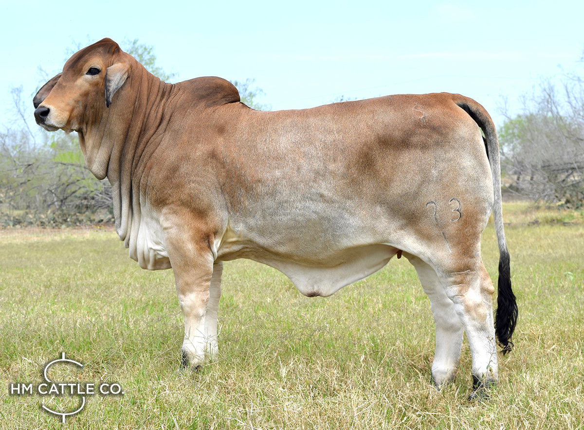Mr. HMC Polled 165/1 (P)