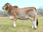 Mr. HMC Polled 165/1 (P)