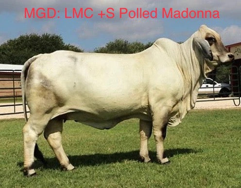Mr. HMC Polled 88/1 (P)