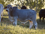 Mr. HMC Polled 88/1 (P)