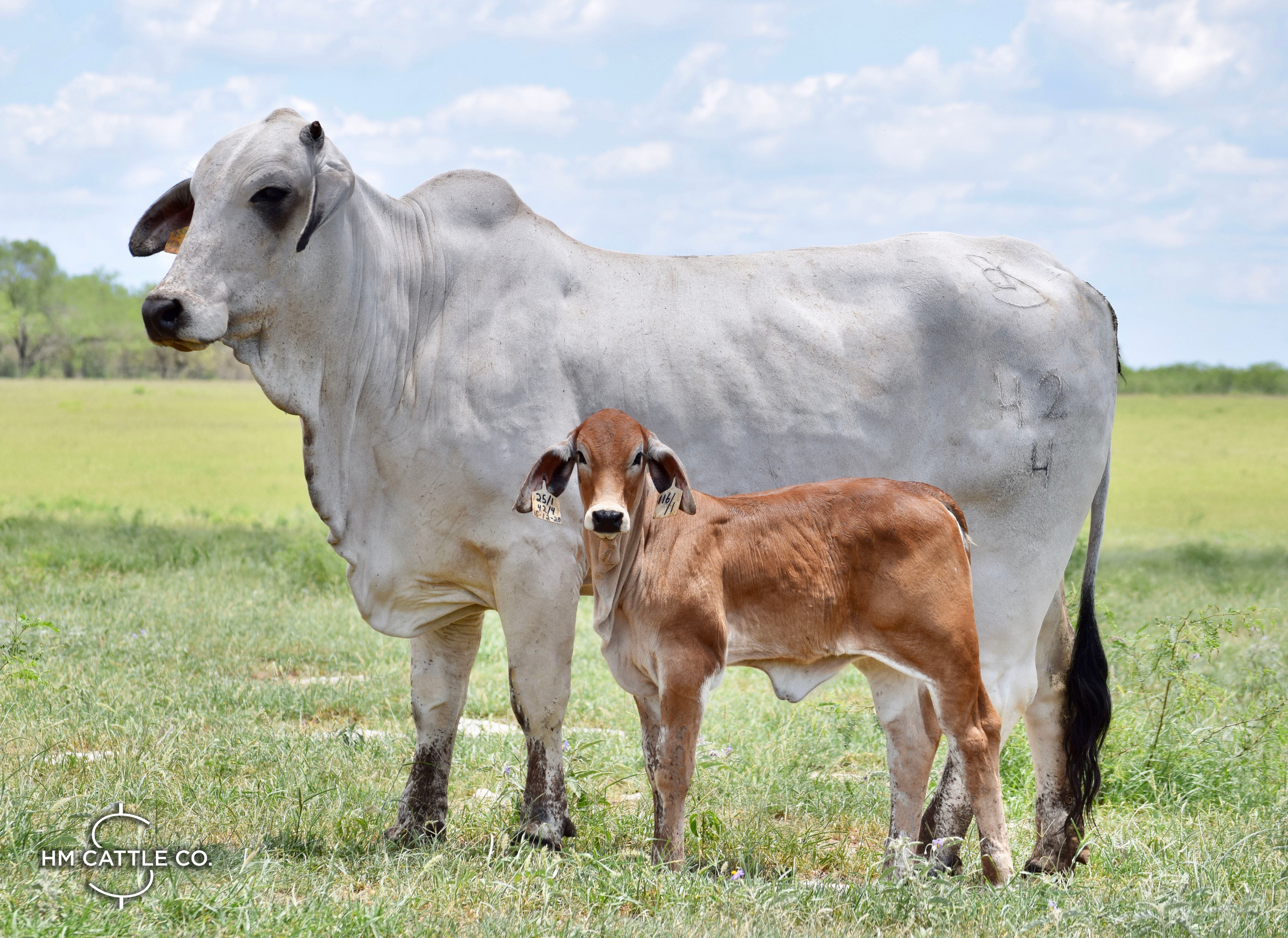Miss HMC Polled 160/1 (PP) HOMOZYGOUS POLLED