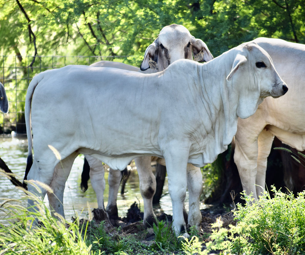 Miss HMC Polled 98/1 (P)