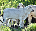 Miss HMC Polled 98/1 (P)