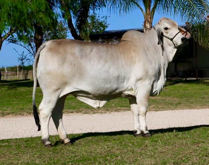 Package 2 Conventional Embryos - Polled Pathfinder (P) x  LMC LF Polled Elma 214/4 (P)