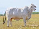 LMC LF Polled Muneca 152/4 (P)