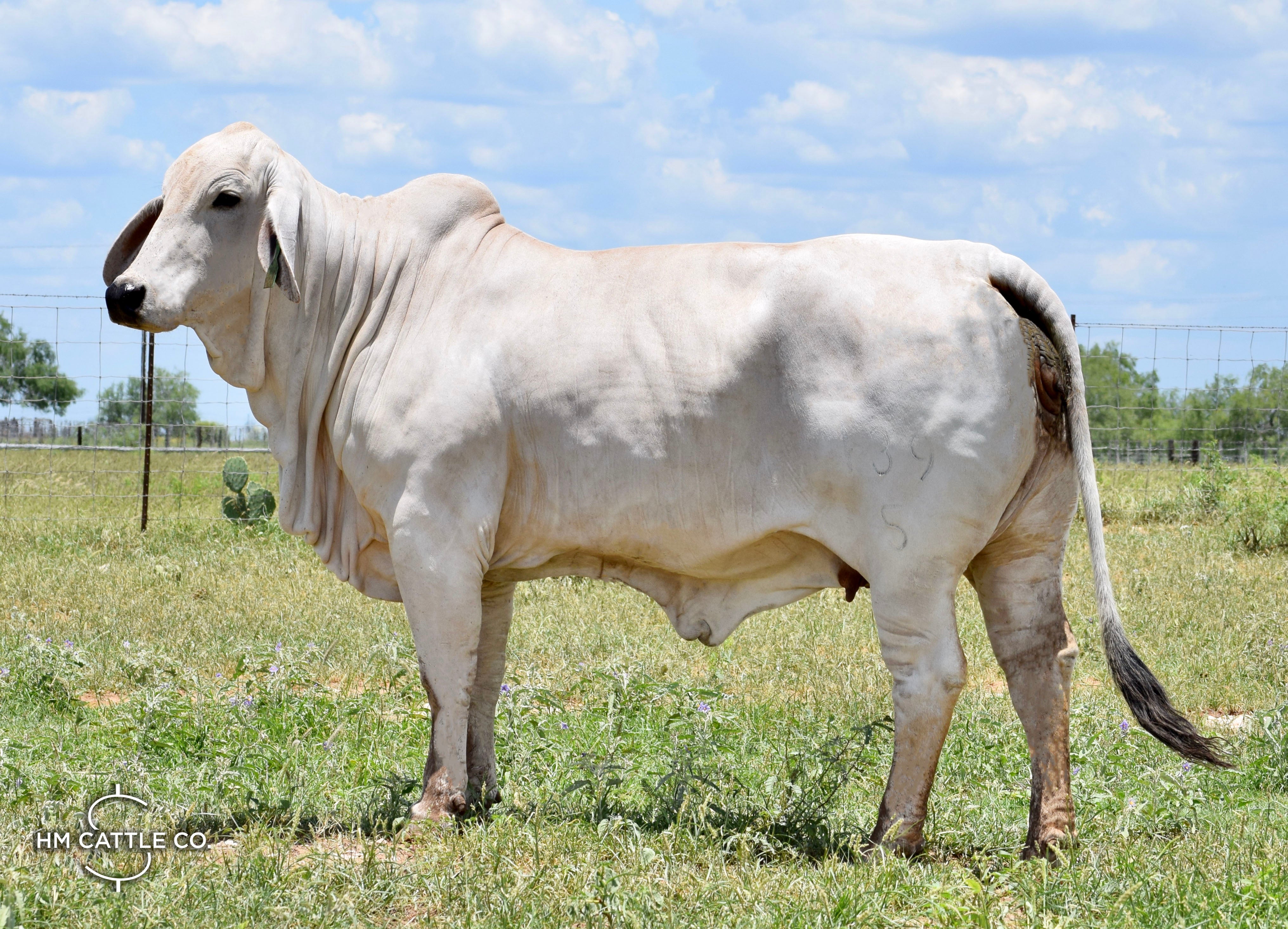 Miss HMC Polled 177/1 (P)