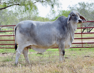 Mr. HMC Polled 111/1 (PP) “One for the Money” HOMOZYGOUS POLLED SEXED FEMALE SEMEN ET PACKAGE