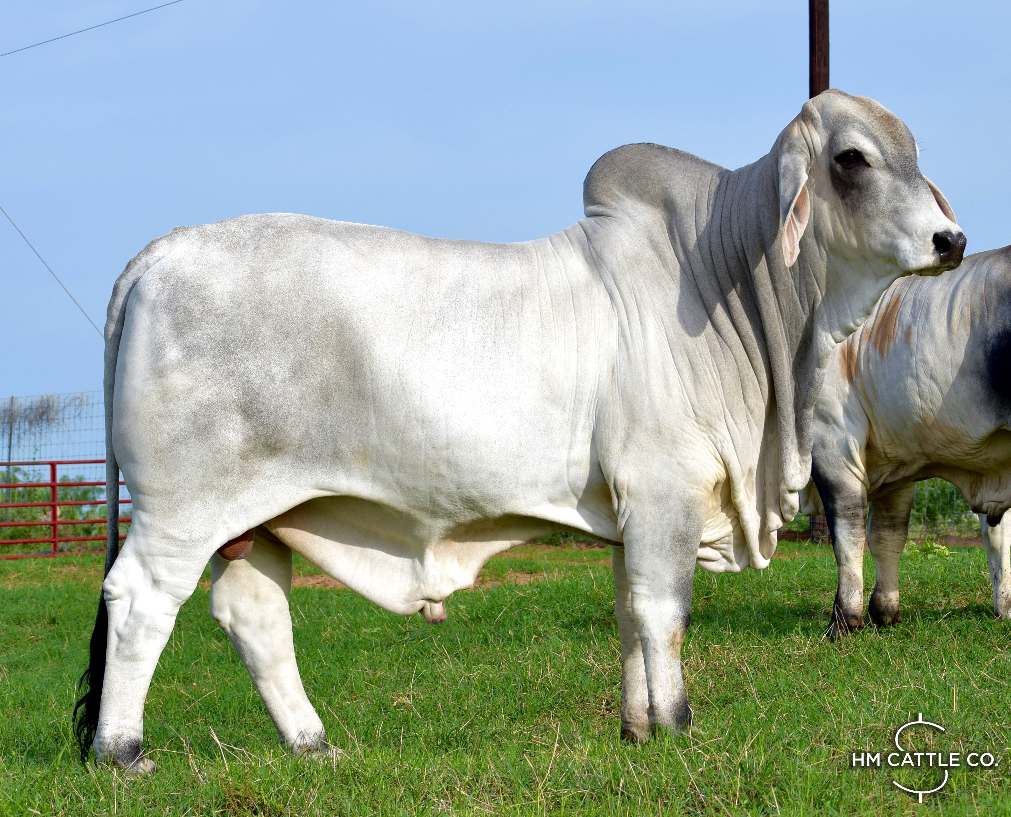 Miss HMC Polled 189
