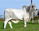 Miss HMC Polled 189