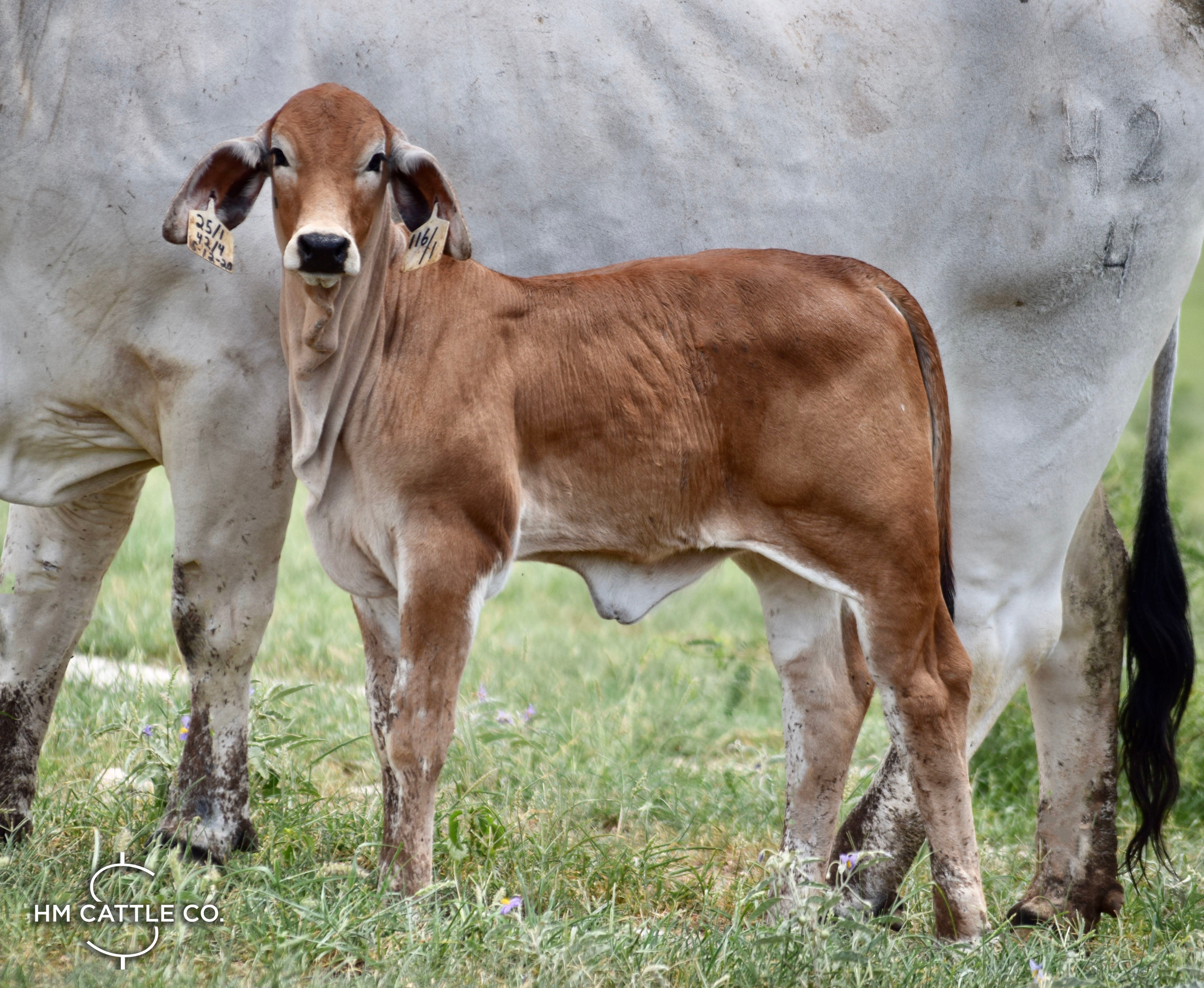Miss HMC Polled 116/1 (P)