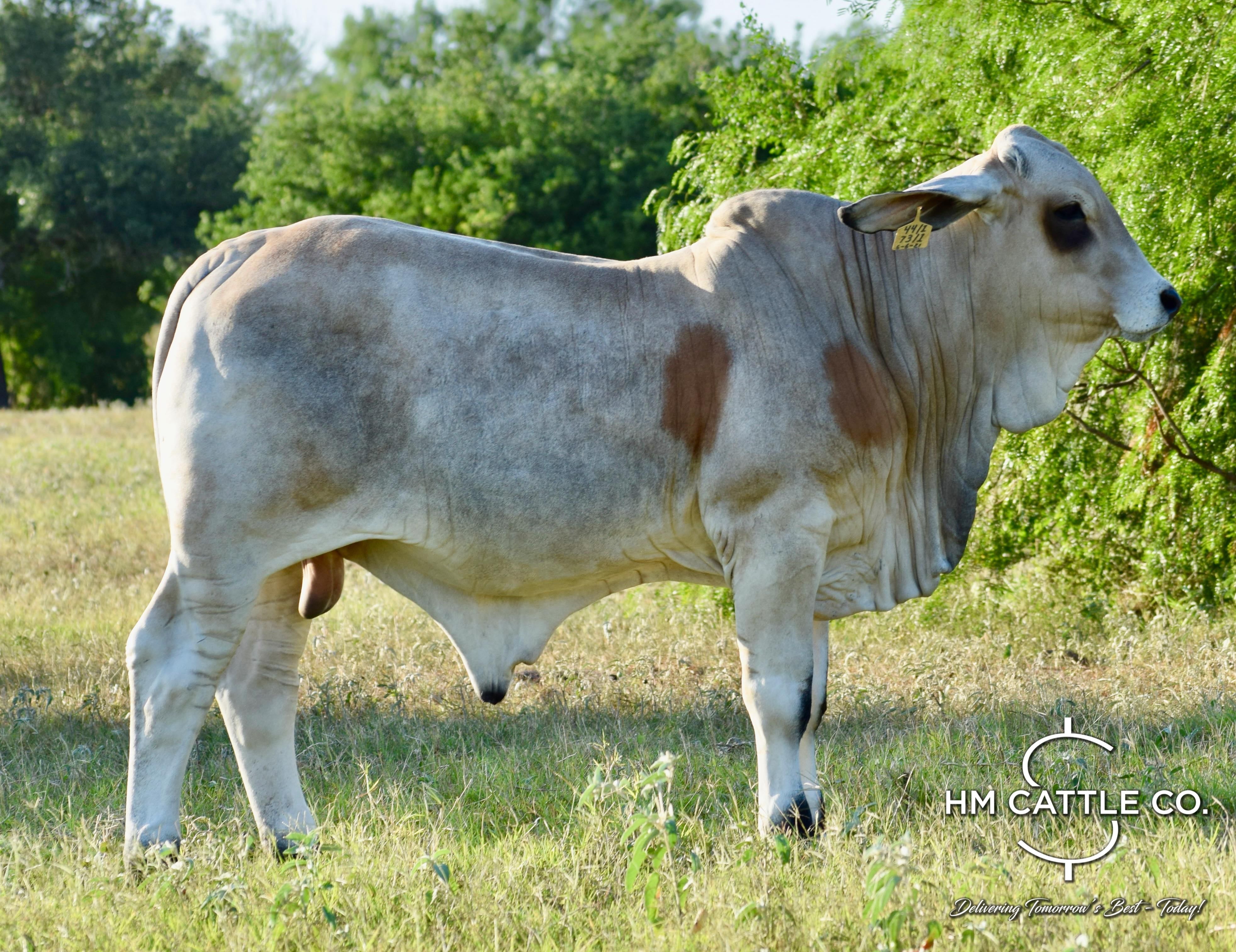 Mr. HMC Polled 165/1 (P)