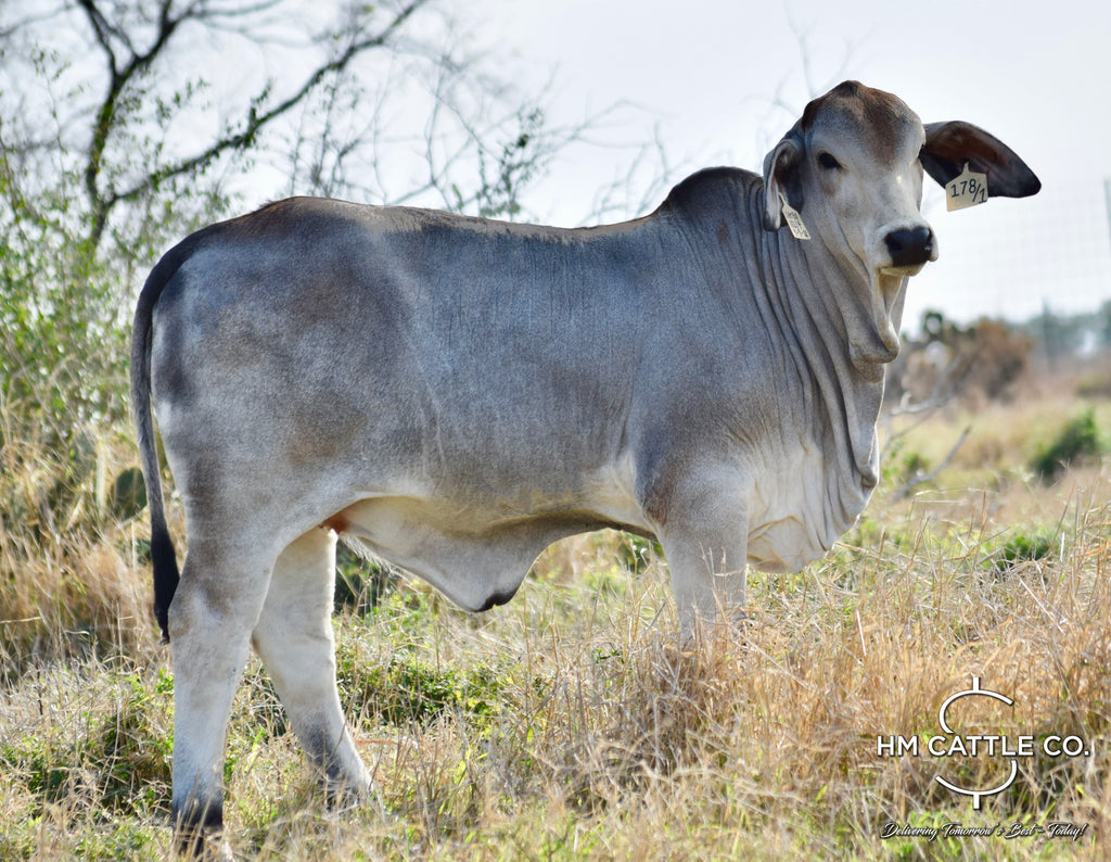 Miss HMC Polled 178/1 (P)