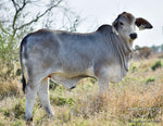 Miss HMC Polled 178/1 (P)