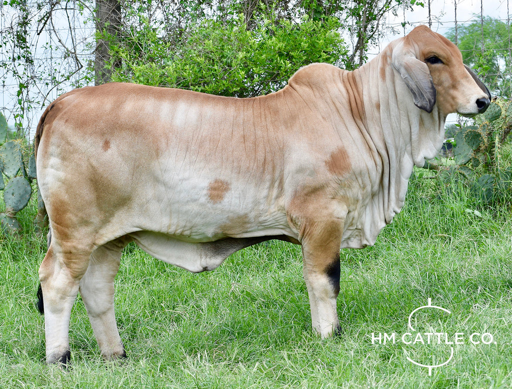 Miss HMC Polled 42/1 (P)