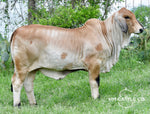 Miss HMC Polled 42/1 (P)