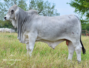 Package of 2 Sexed Female Embryos - LMC LN Polled Pappo 136/6 (P) x LMC Polled Picosa 139/5 (P)