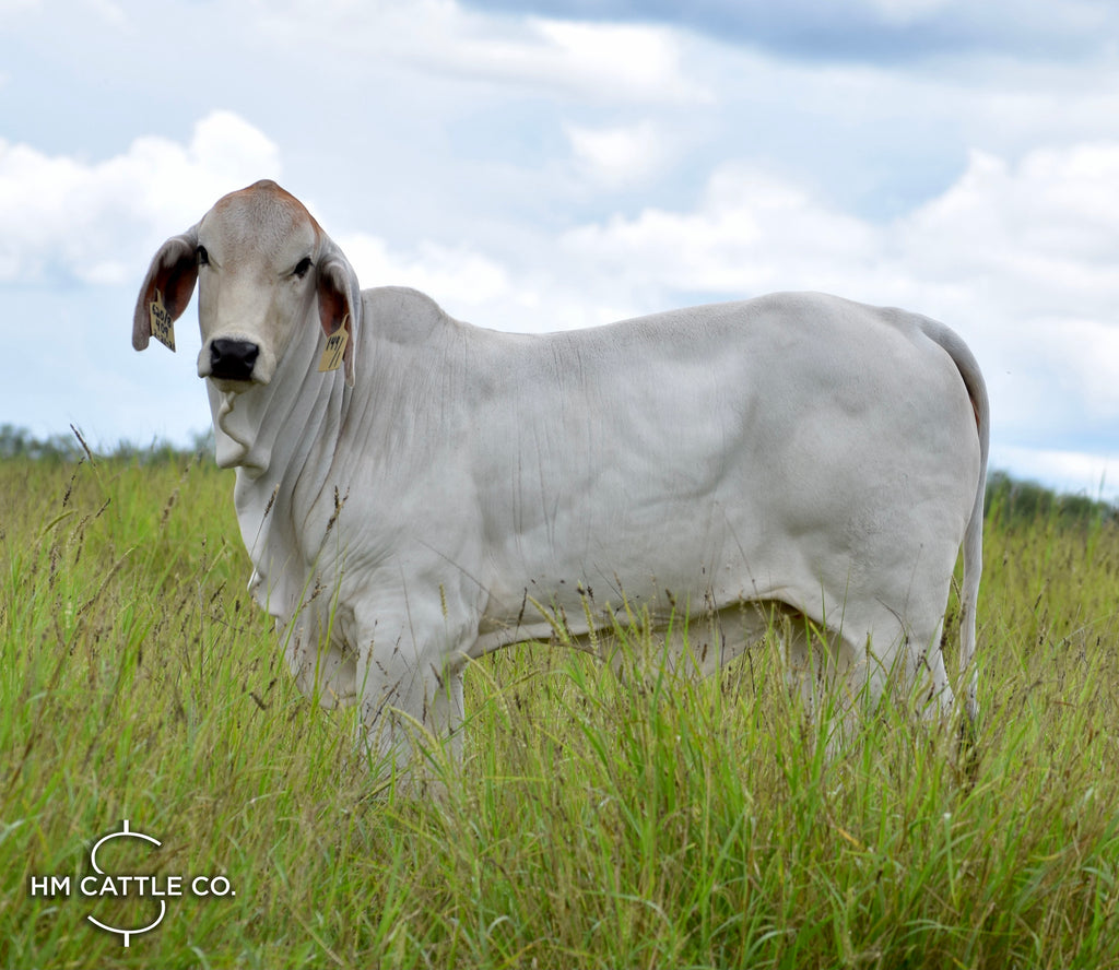 Miss HMC Polled 149/1 (P)