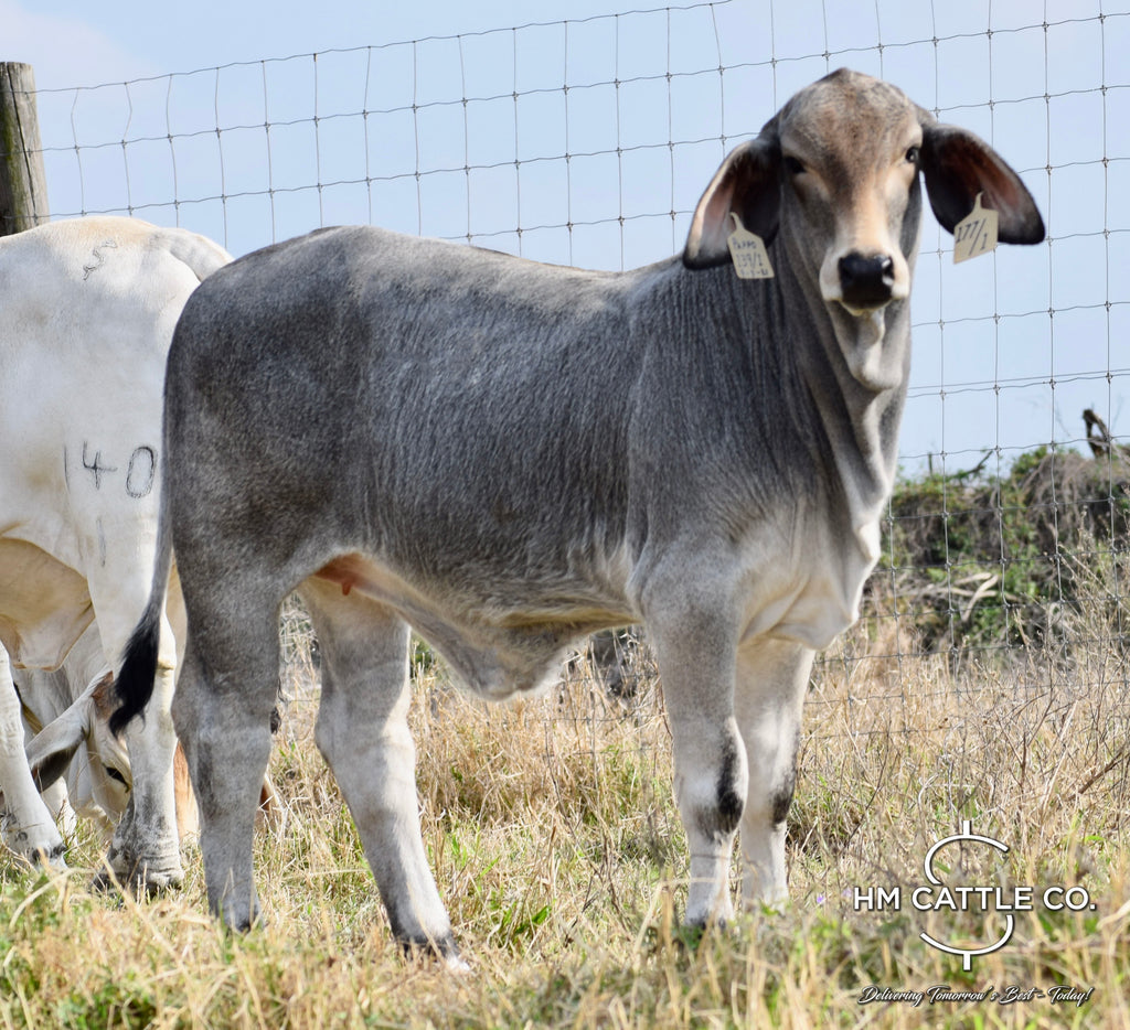 Miss HMC Polled 177/1 (P)