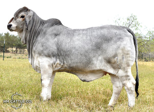 Mr. HMC Polled 171/1 (PP)