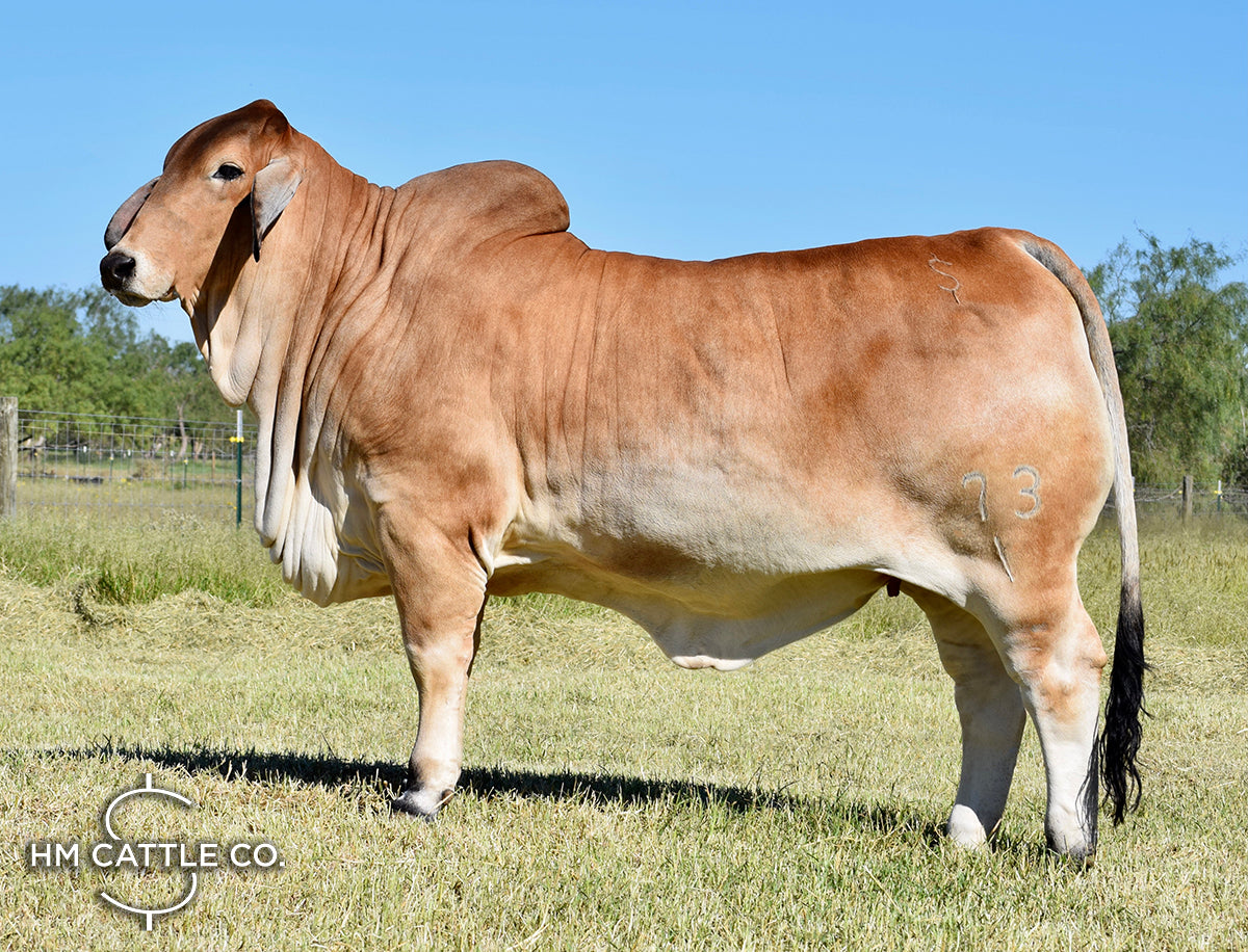 Miss HMC Polled 73/1 (P) "Jenny"