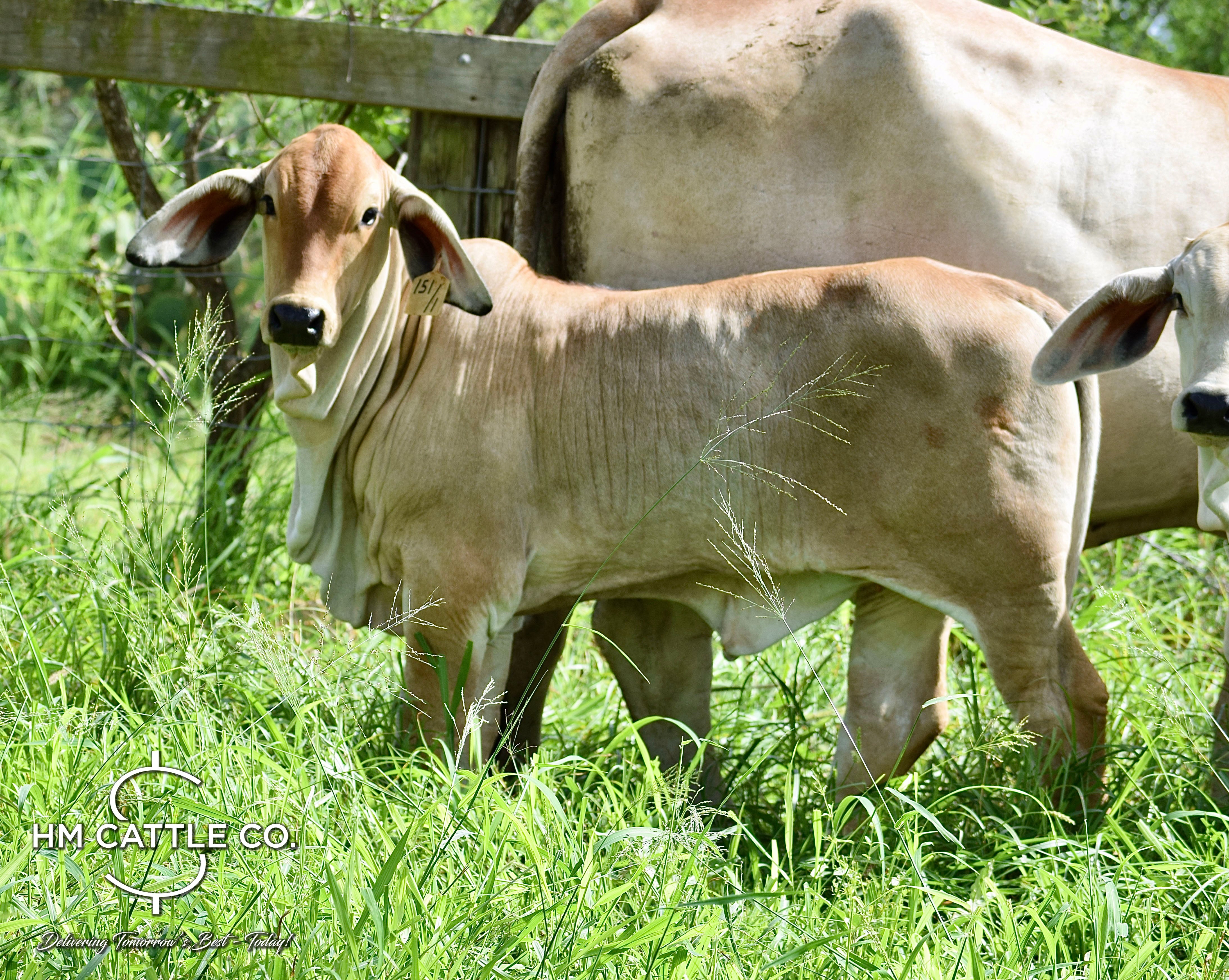Miss HMC Polled 151/1 (P)