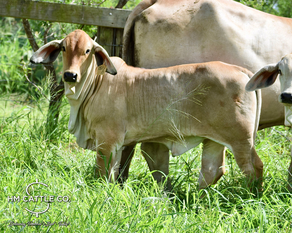 Miss HMC Polled 151/1 (P)