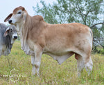 Mr. HMC Polled 53/1 (P)