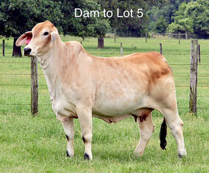 Lot 5: Miss HMC Polled 186/1 (P)