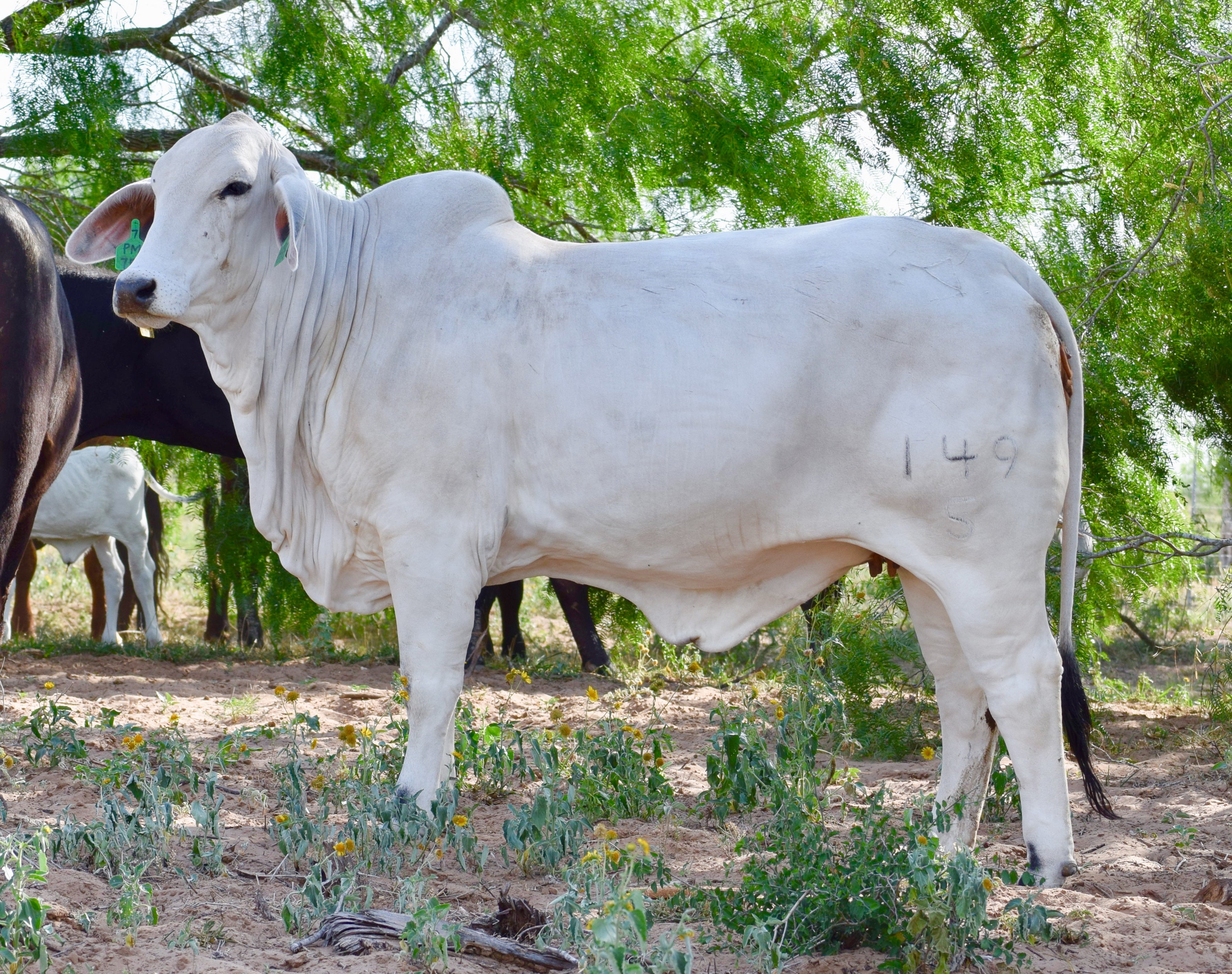 Miss HMC Polled 70/1 (P)