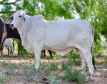 Miss HMC Polled 70/1 (P)