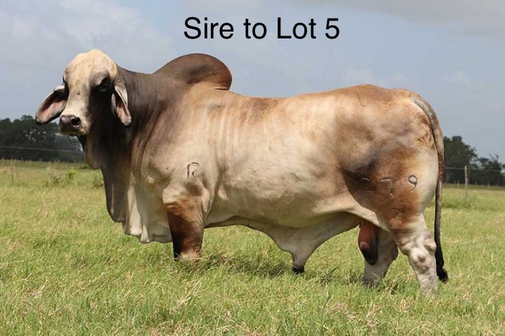 Lot 5: Miss HMC Polled 186/1 (P)