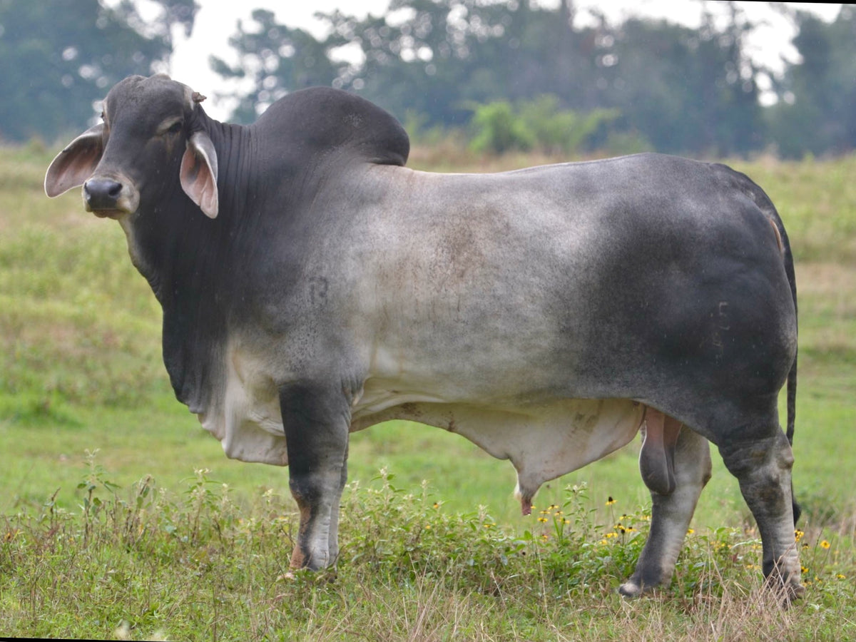 Package of 5 Conventional Embryos - Butler Polled Megatron 75/3 x LMC ...