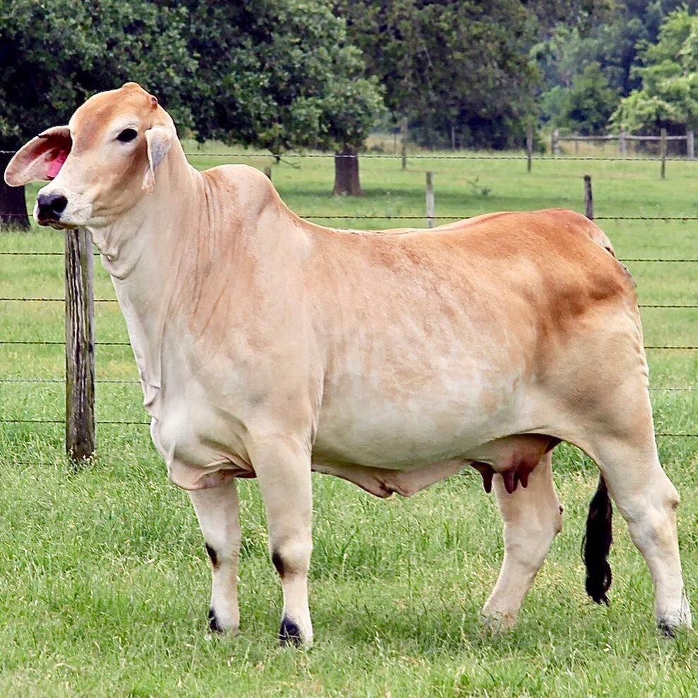 Mr. HMC Polled 53/1 (P)