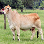 Mr. HMC Polled 53/1 (P)