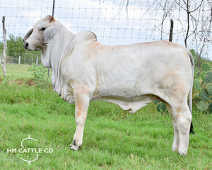 Miss HMC Polled 65/1 (S)