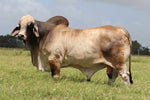 Package of 3 Sexed Female Embryos: Mr. V8 279/7 (P) x KPBR Polled Delia 42/4 (P)