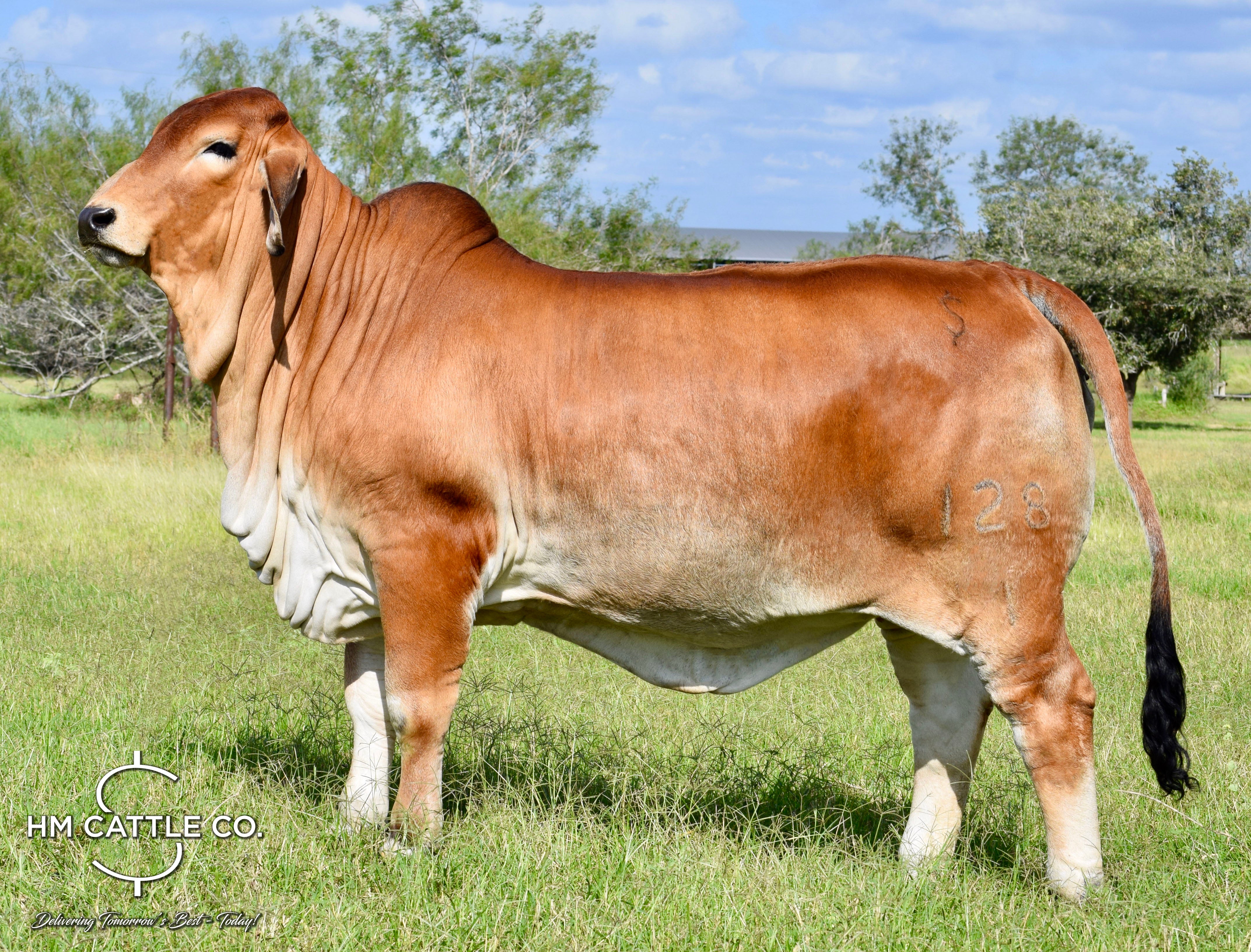 Package of 3 Sexed Female Embryos - Mr. V8 279/7 (P) x Miss HMC Polled 56/1 (P)