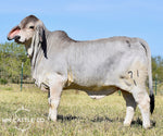 Package of 3 Sexed Female Embryos - LMC LN Polled Pappo (P) x Miss SRS Polled Katie 161/4 (P)