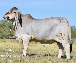 Package of 3 Sexed Female Embryos - LMC LN Polled Pappo (P) x Miss SRS Polled Katie 161/4 (P)