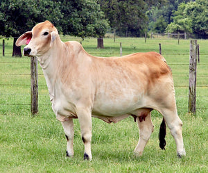 Miss HMC 136/1