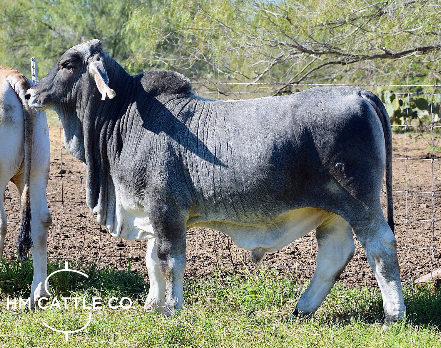 Mr HMC Polled 47/1 (S)