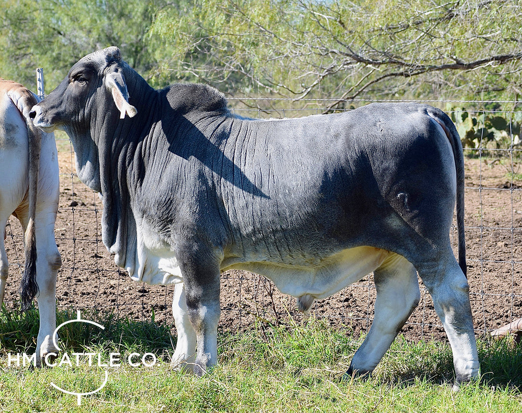 Mr HMC Polled 47/1 (S)