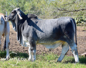 Mr HMC Polled 47/1 (S)