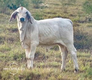Miss HMC Polled 76/1 (P)