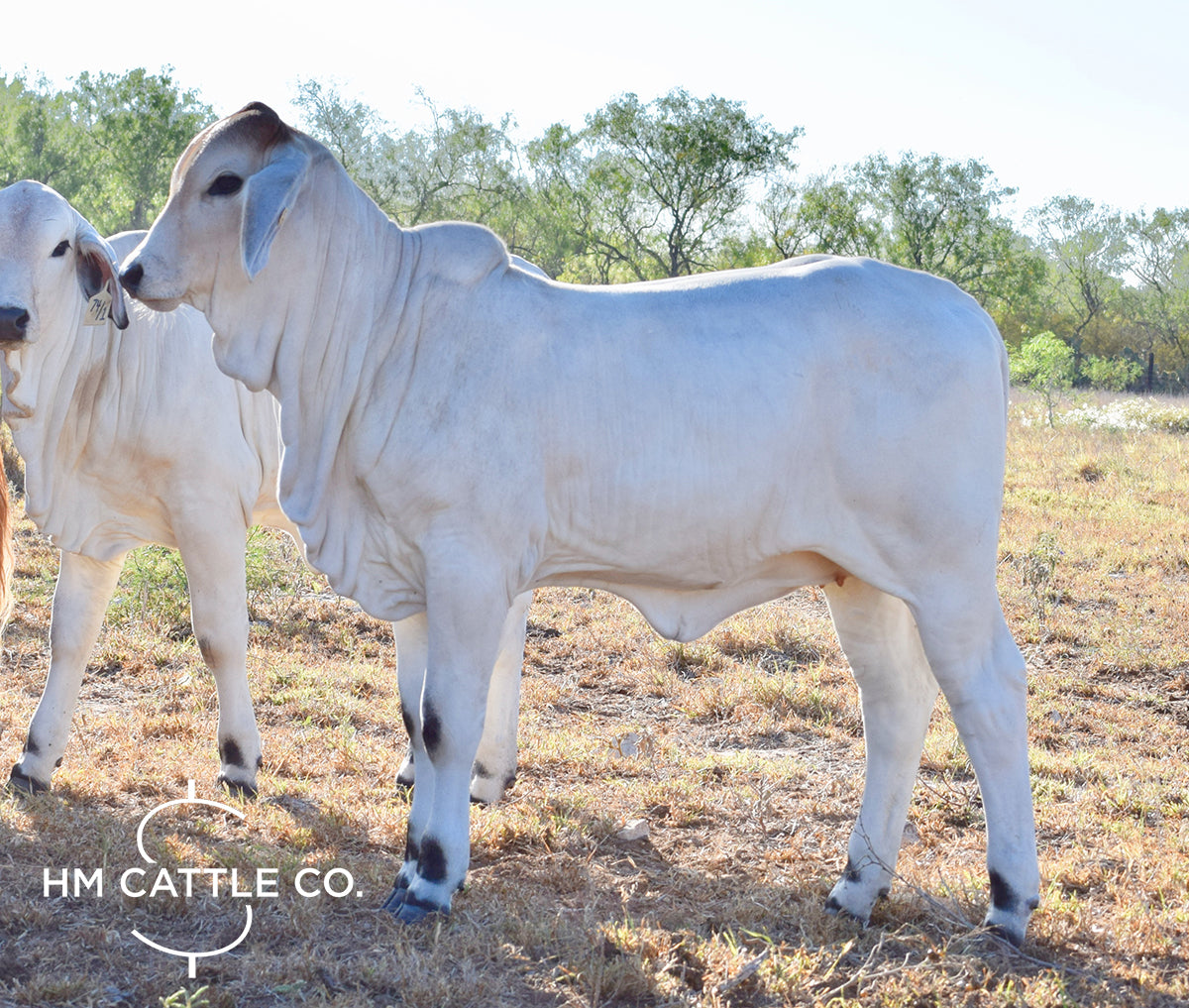 Miss HMC Polled 70/1 (P)
