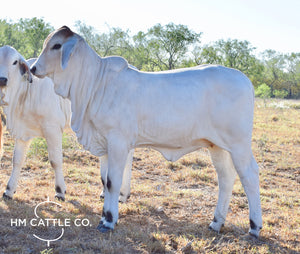 Miss HMC Polled 70/1 (P)