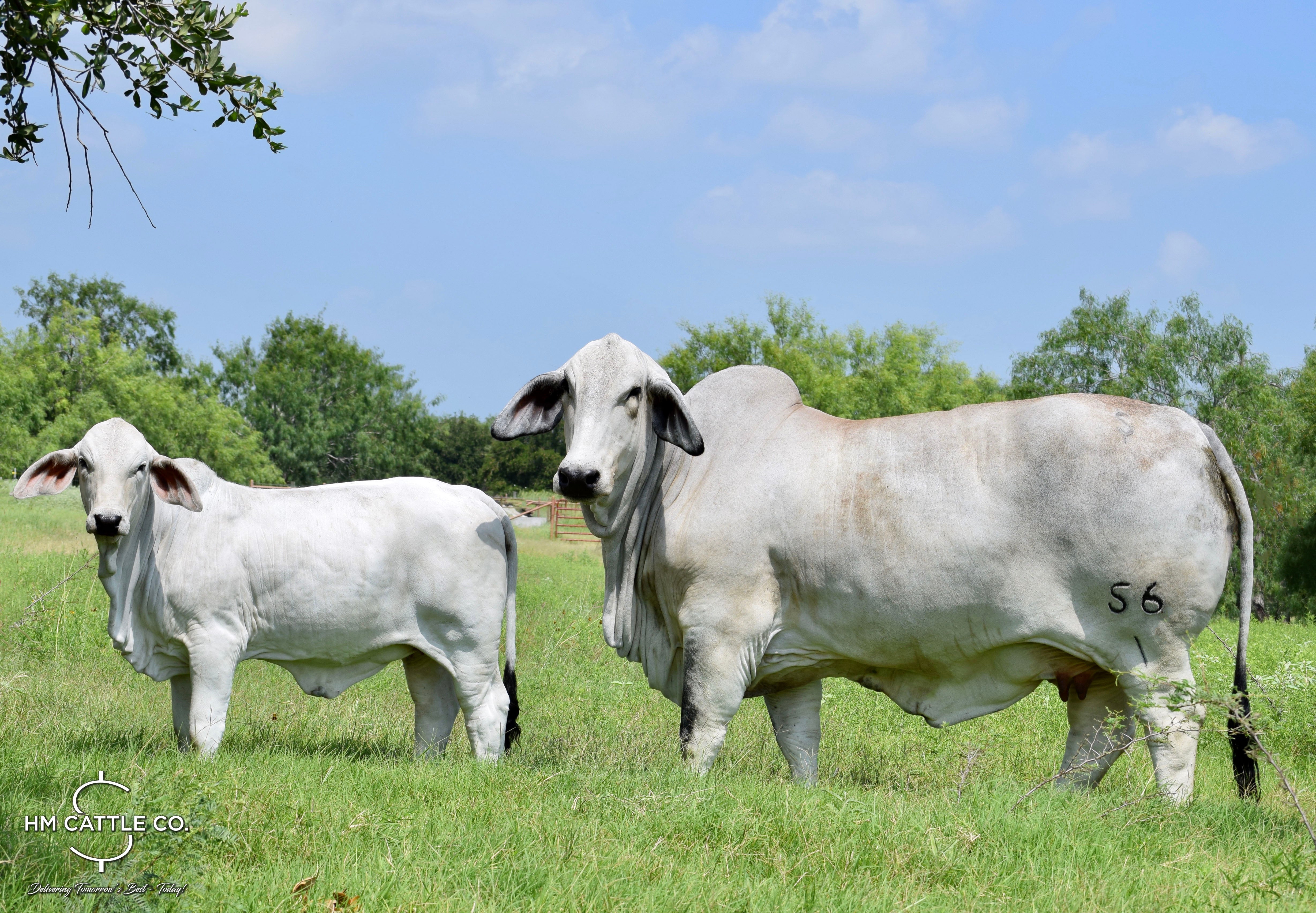 Package of 3 Sexed Female Embryos - Mr. V8 279/7 (P) x Miss HMC Polled 56/1 (P)