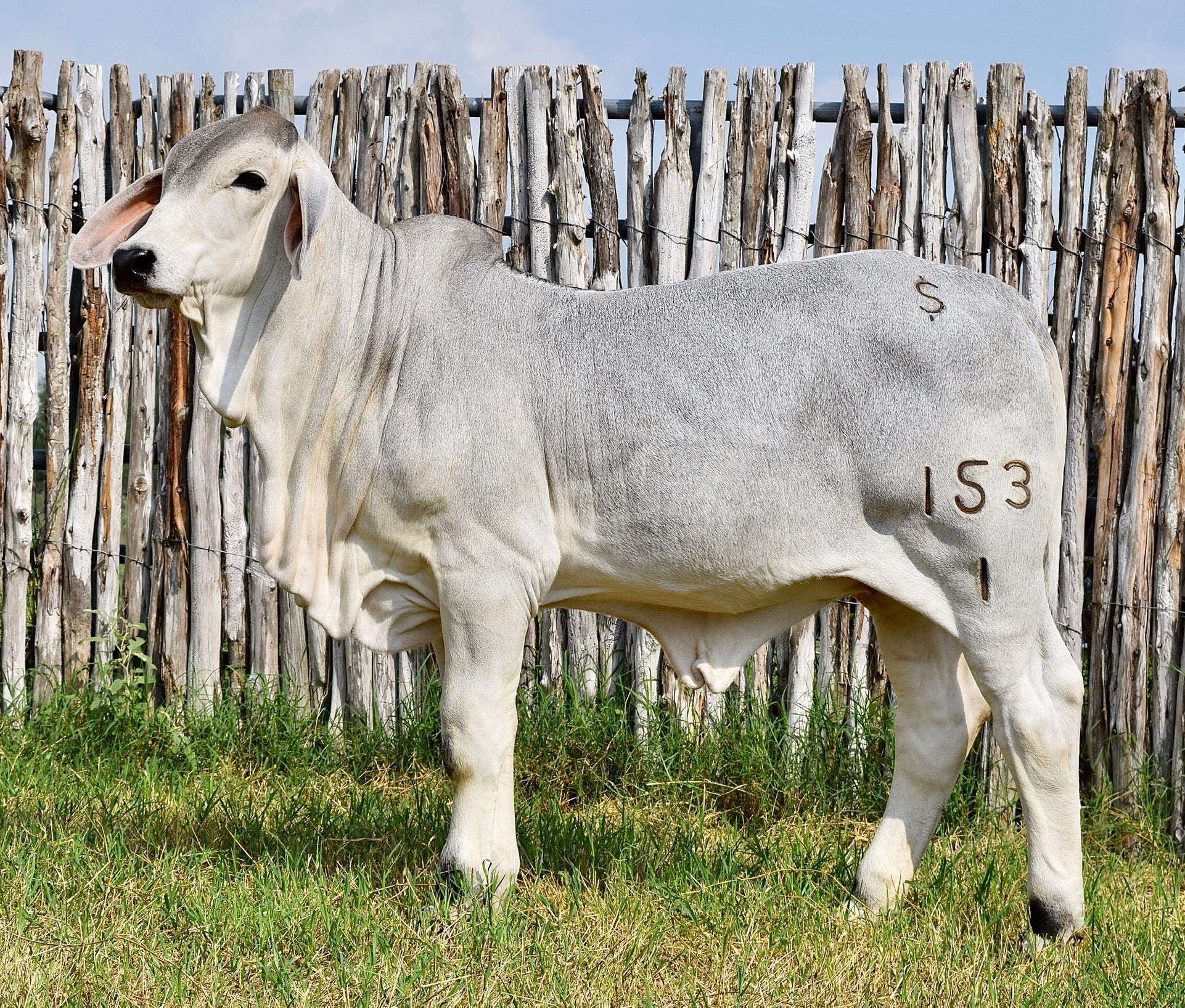 Breeding Season of Mr. HMC Polled 44/1 (P) “Magnum”