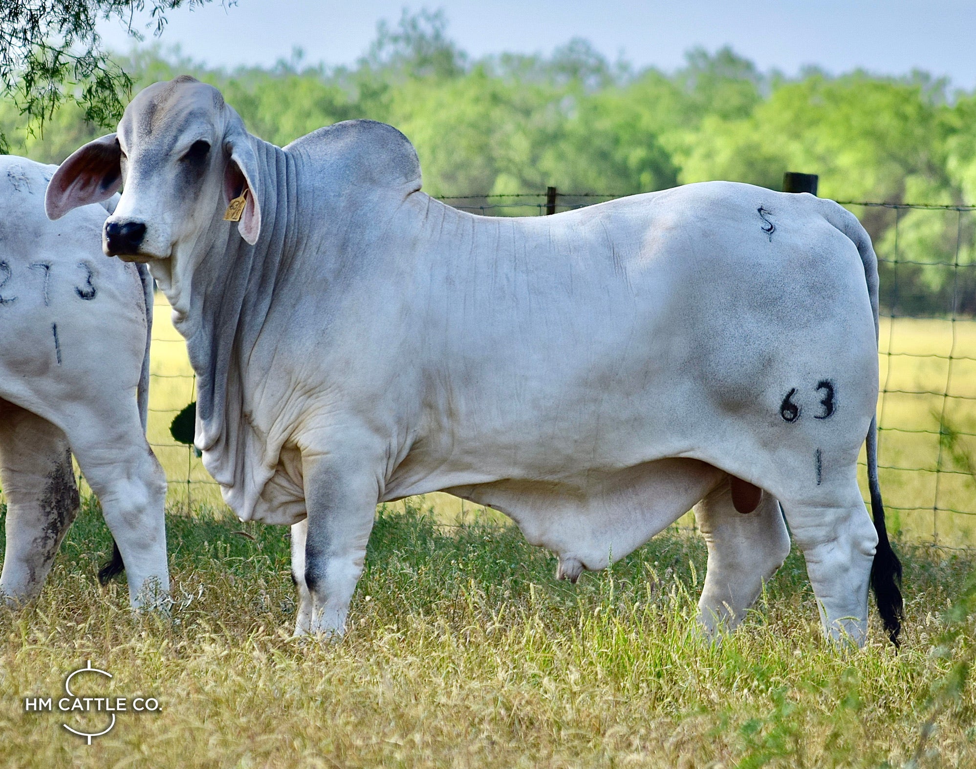 Package of 5 Conventional Embryos - Butler Polled Megatron 75/3 x LMC Polled Gayla 144/5