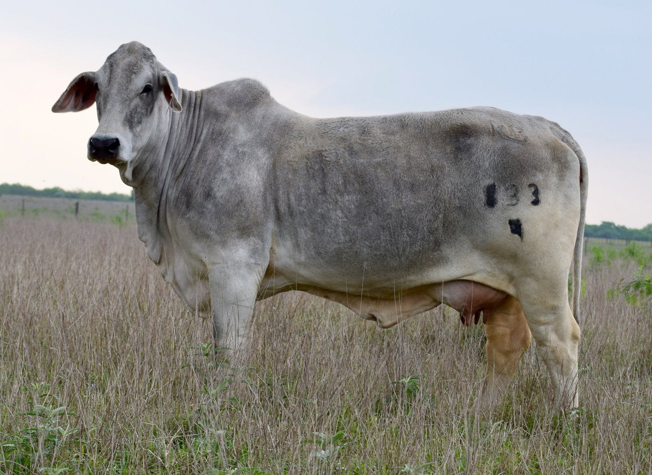 Miss HMC Polled 79/1 (P)